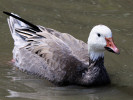 Snow Goose (WWT Slimbridge August 2010) - pic by Nigel Key